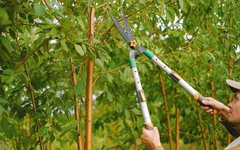 Tree trimming in Whitman, WV