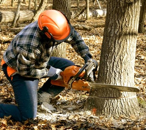 Tree Removal in Whitman, WV